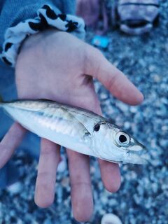 Лдзаа, пятый день лета: вечером ставридка и барабуля, ночью горбыль — отвод и тиролька