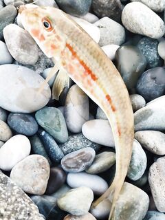 Абхазия, ещё немного фото уловов и мест — зафиксировал обстановку