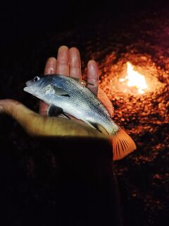 Вечер 19:30–темно и рассвет до 7: ставрида, барабуля, шанс на горбыля у костра