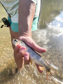 Абхазия вечером по ставриде и ласкирю, утром форель на речке — сарган появился