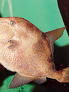 Цавтат: серый спинорог — вкусно, но читали про возможную ядовитость