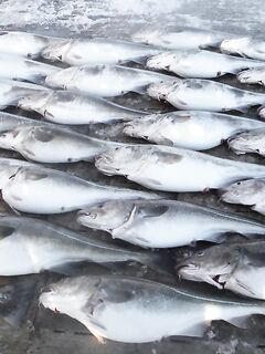 Про лодки на Кольском и в Норвегии: самостоятелен или зависим от шкипера