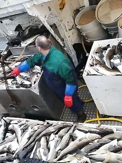 Про баки, ящики и «стампы»: как любители и промысел хранят рыбу