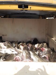 Охлажденка вместо соли: опыт вывоза 500 кг трески за сутки пути в СПб