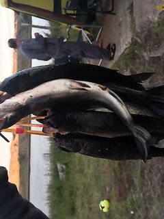 Красную с белой не ели — улов ушел в другие блюда и заготовки