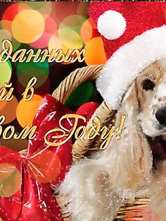 С Новым годом, Териберка! Пожелали здоровья, счастья и верных друзей