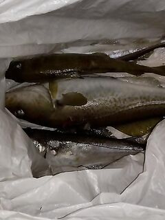 Первый выход в девять: накатка, смена ветра, «волшебная треска» за маяком