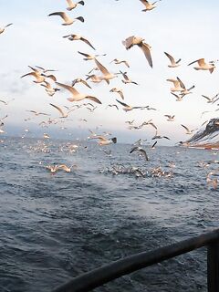 Где шкерят улов: в море или на берегу Териберки — чайки всё подчистят
