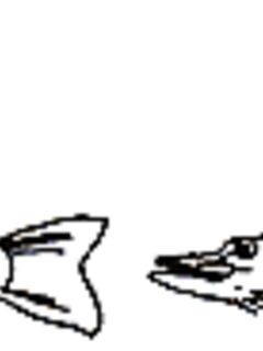 Как усыпить рыбу гуманно и быстро: что гуглить и зачем это на севере