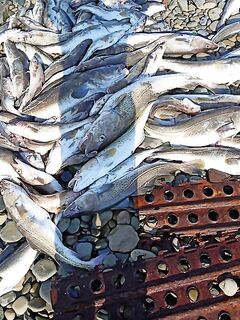 Пошла рыбёха, таскают по кило норму: активность растёт — хорошо