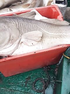 «Это мягко сказано»: уловы 19 марта впечатлили — сезон качнулся