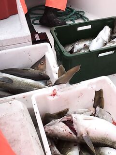 Не Териберка: за пять часов 180 кг «кругляка», киты и дельфины рядом