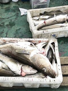 Мы вышли в море: не «добыча», но рыба есть; главное — настрой держим