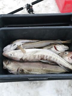 На «линкоре» спокойней, но при волне клюет хуже — таблетки спасают