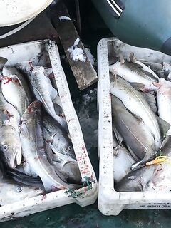 Открыли сезон у Кильдина: ура — первая рыбалка пошла!