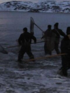 Териберская бухта удивляет: «нетрезвые энтомологи» и странные береговые сюжеты