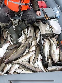 Спасова Губа и Кильдин: ребята ловят нормально, погода закачаешься