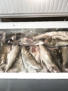 Кильдин, северо-восток: 14.6 кг максимум, 7+ шесть штук, глубины 120 м