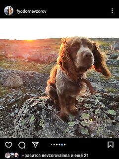 Район Дальних Зелёнцов: пропал спаниель, дежурю на месте и ищу