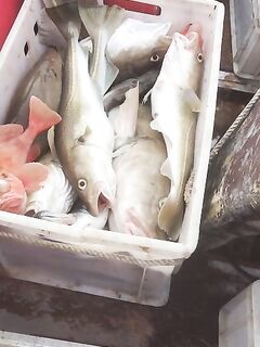 ГИМС, световой день и ТСК: сезон открыт, но рыбы ещё мало — ждём