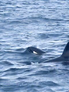 До 15 косаток в Териберской бухте: на надувных — поаккуратнее, друзья