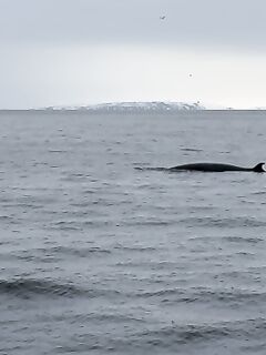 Кильдин, штиль и гости океана: взяли «по потребности», киты и дельфины рядом
