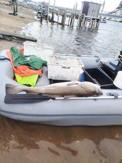 Баренцево: «рыба прёт» — короткая сводка об уловах