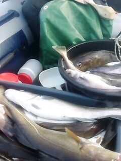 Баренцево море — Восточный: треска стеной на 50 м, быстрый выезд