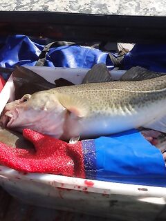 «Езжай, Захарыч»: лето в разгаре, море ждёт