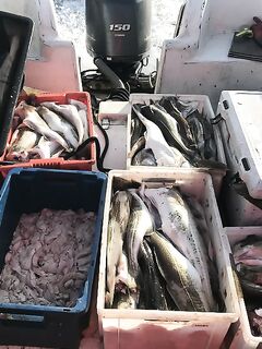 «Штанами ловится»: за 4 часа на четверых — весной не мучаемся