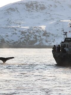 Едете завтра? Куда именно: киты посмотреть можно тоже