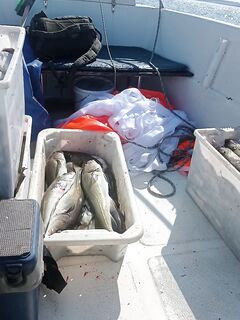 Ура-Губа, 07–10.06.2025: рыба с 30–80 м, норму брали ежедневно