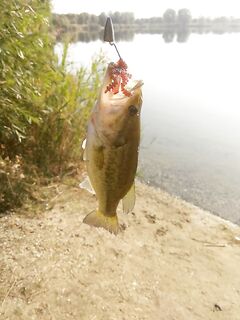 Будапешт — двухнедельный отчёт: Wizzair, Délegyháza и Omszki-tó, лицензии