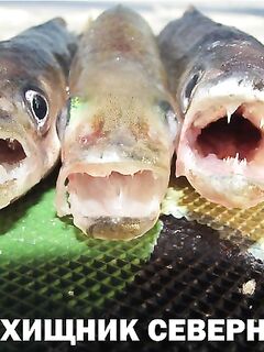 Белое море — корюх: «зубастый хищник», сборы и ночной выезд