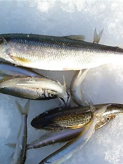 Белое море — мелководья до 2 м, корюшка и прилов