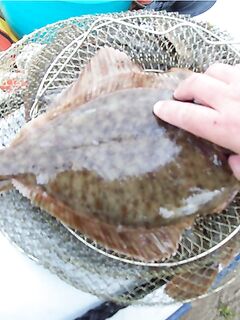 Белое море — летняя камбала: приливы, якорь и постукивание по дну