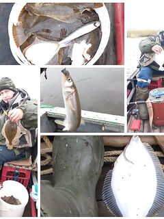 Белое море, Сафроновская губа: крупная камбала и много корюха