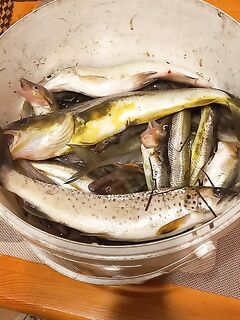 Белое море, Луда: навага, сиг, камбала, кумжа — ход по воде решал