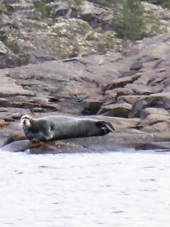 Морской заяц у Шарапихи: возможно тот же зверь, 2010 год