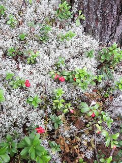 Осечкова губа вместо Сонострова: погода, баня и везение
