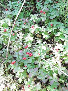 Брусника съедобна, а похожие — нет: проверяли у местных