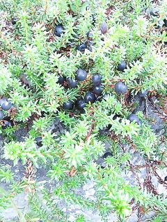 Толокнянка и «лечебная»: что за ягода?