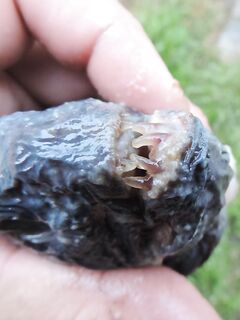 Белое море, треска без бонусов: уха, печень, копчение и салат