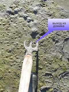 Кованный поморский инструмент из Чупы — находка с истории