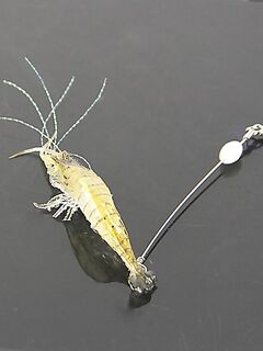 Белое море, тресковые «снасточки» с Мурманского — кто пользовал