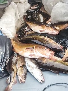 Белое море, Карелия — пустая строка как маркер без отчёта