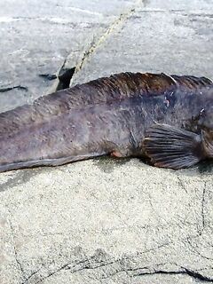 Чупа, Красная губа — раттлины 25–35 г и заросли капусты