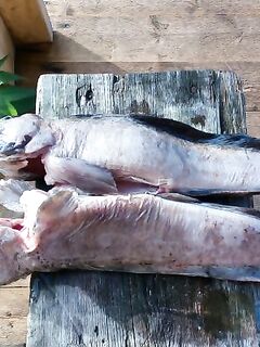 Белое море, Соколка — Саня поймал, коптильня уже ждёт