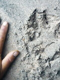 Белое море, Карелия: встречи — утка, нырок, русач и следы росомахи