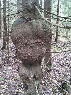 Карелия — берёза «не та», а вот сосновый кап из Подмосковья зашёл